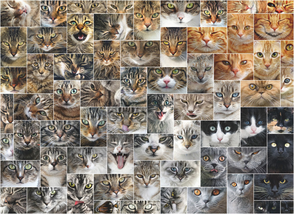 cat faces