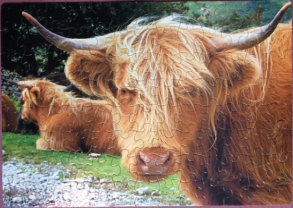 Highland Cow
