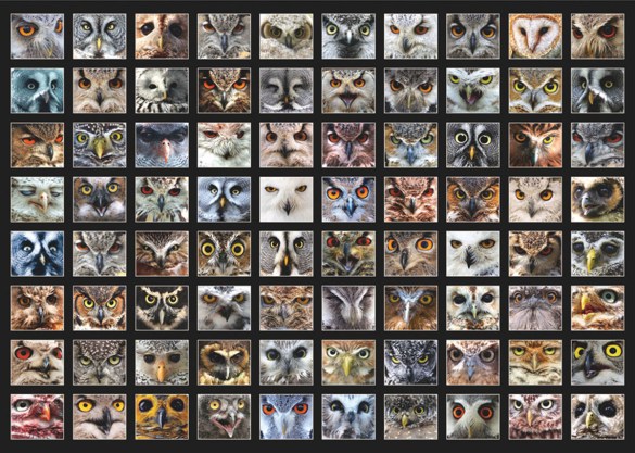 Owl faces