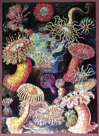 Sea Anemones