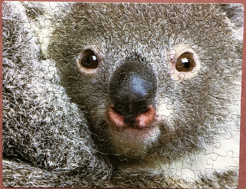 Koala