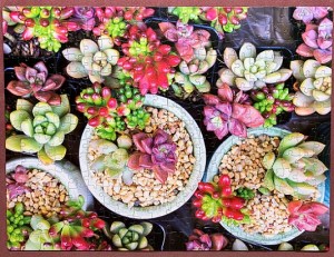 Mini Succulents