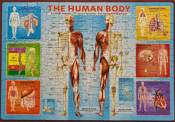 The Human Body